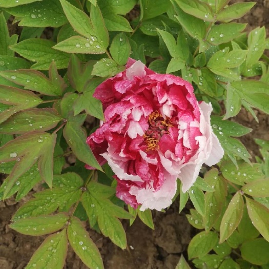 菏泽 牡丹，芍药百亩种植基地，三十年诚信经营