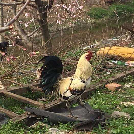 岑巩县土鸡苗  各种鸡苗