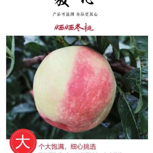 中华冬桃 3 - 4两 45mm以上