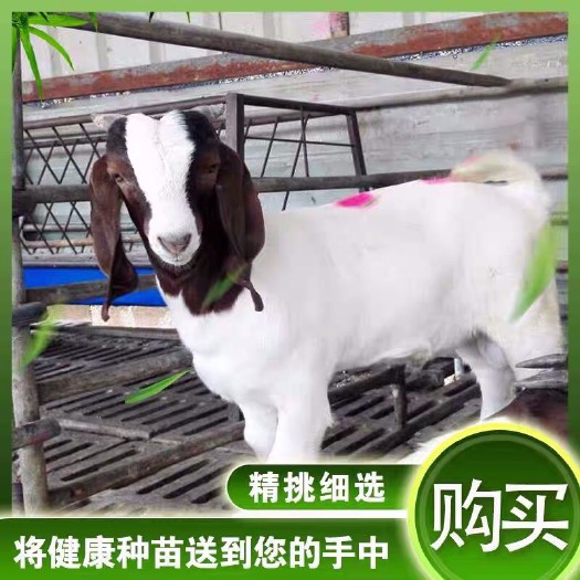 沭阳县 出售优质波尔山羊活种羊纯种公羊母羊成年养殖小羊羔羊崽活羊活体