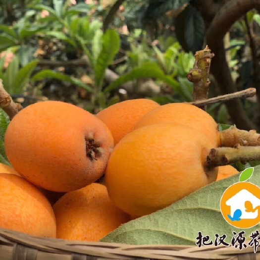 汉源县 精品四川汉源大五星枇杷，现摘现发