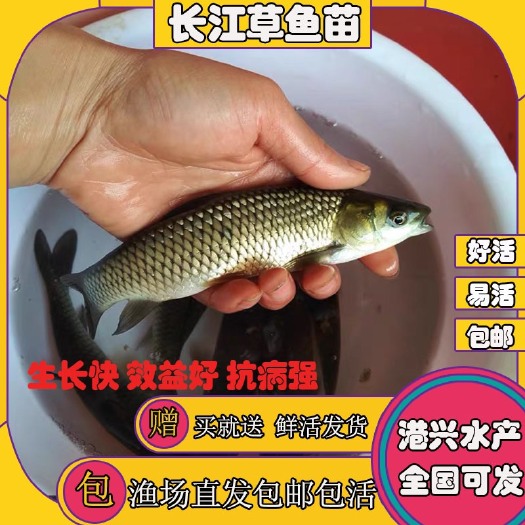 连州市热销品种草鱼苗 鲩鱼苗 草鲩鱼苗 乌青鱼苗大规格渔场直