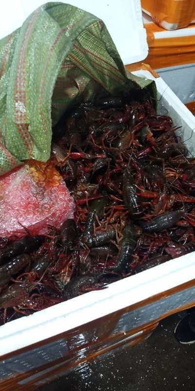 望江县清水小龙虾 **农场大量供应，硬货