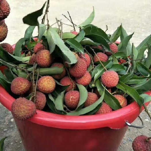 阳西县 荔枝玉荷包