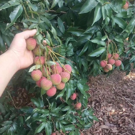高州市白蜡荔枝 白糖罂