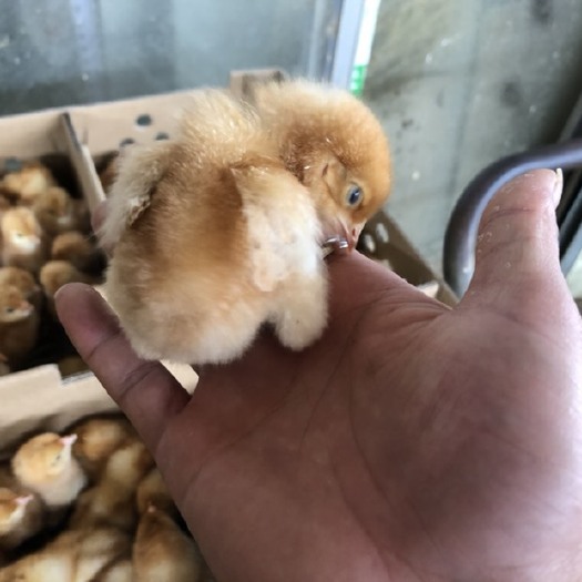 南宁 优质海兰褐蛋鸡苗
