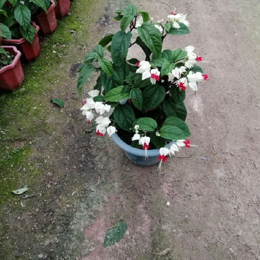  龙吐珠 30cm左右 优质苗木 库存大量 优质苗木