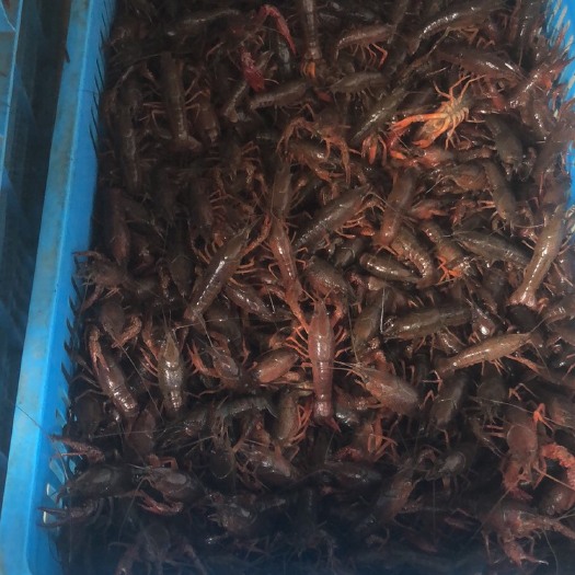 泗洪县洪泽湖小龙虾 小青