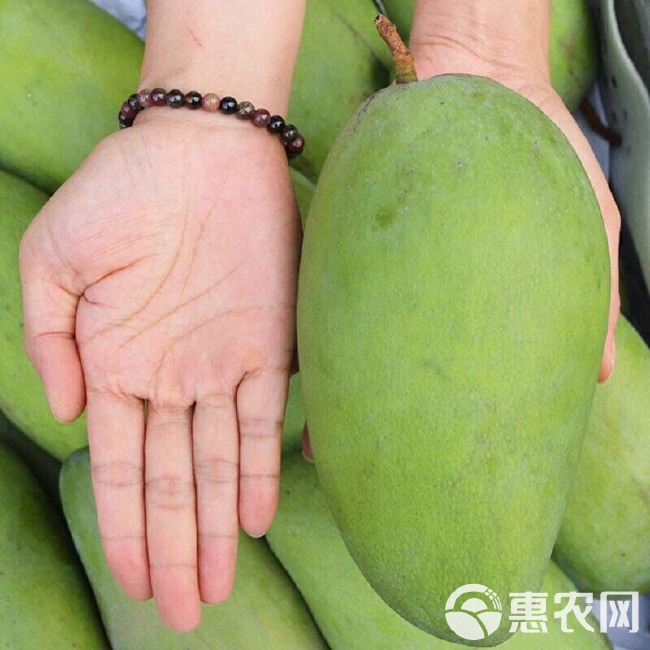 越南大青芒果热带新鲜大芒果金煌芒特大芒果云南青芒鲜果当季水果