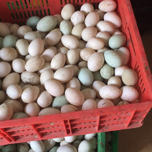桂林 青皮鸭蛋