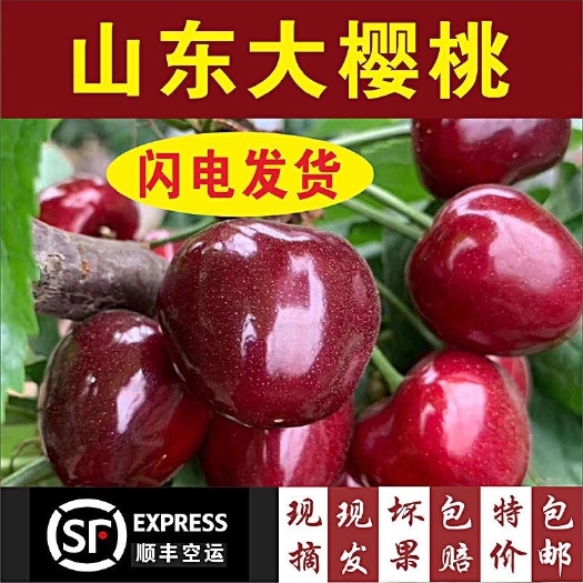 招远市 现摘山东烟台新鲜大樱桃先锋2国产车厘子应季孕妇水果3斤5斤