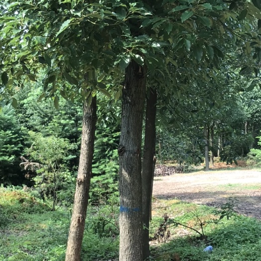 全州县 香樟树