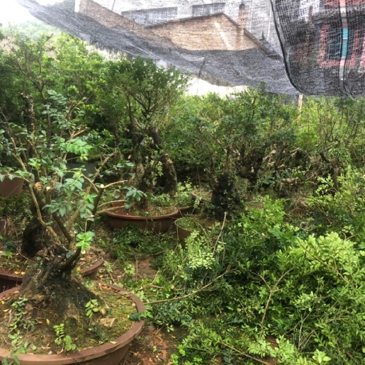 通海县 大量出售黄杨树桩，大中小型都有，批发零售都可以。