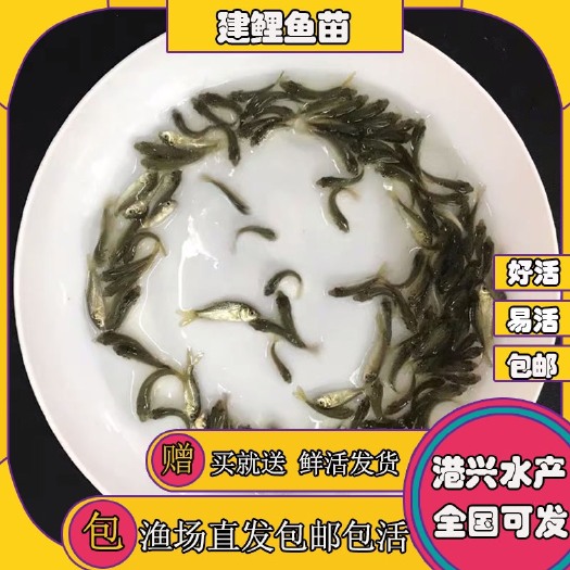 佛山鲤鱼苗 供应各种鱼类品种鲤鱼 养殖场地直销