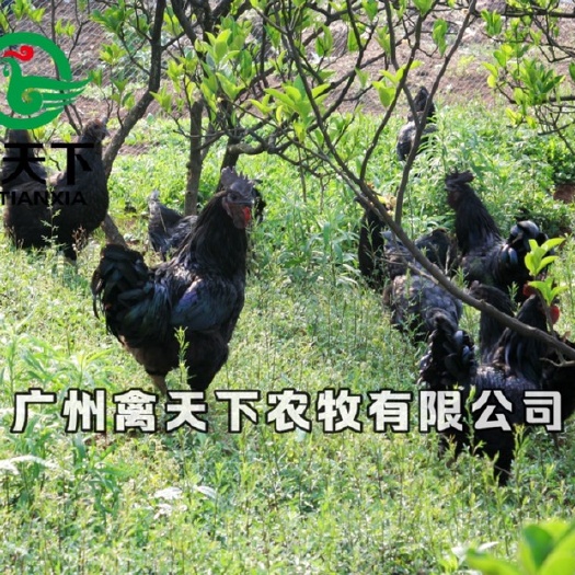 广州 鸡苗--五黑一绿鸡苗禽天下老字号包疫苗包路损全国发货