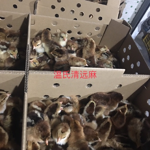 广州麻鸡苗 统货