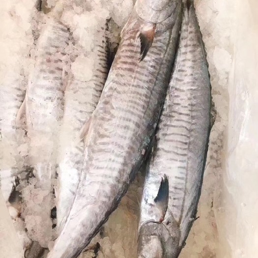  香煎马鲛鱼配白粥[调皮]
天然马胶鱼肉质鲜嫩，肉多刺少，肉嫩