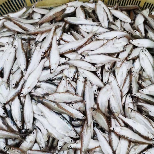 白沙县冷冻白条鱼 小白条鱼