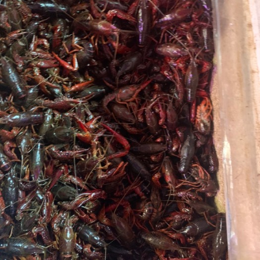潜江市洪湖小龙虾 中青4-6钱