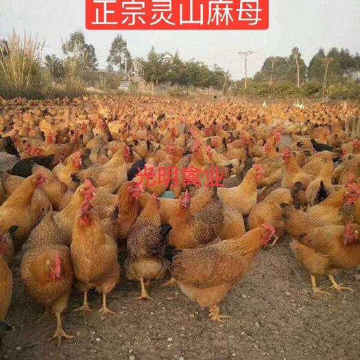 广州正宗灵山麻土鸡苗