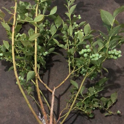平邑县蓝宝石蓝莓苗 果树苗木，蓝莓，橘子，石榴，山楂，无花果，苹果，桃，应有尽有