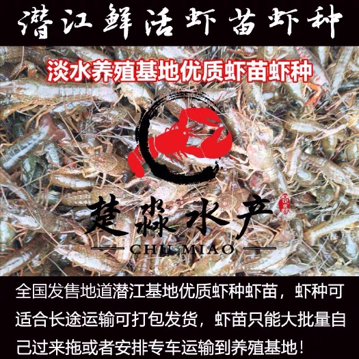 小龙虾苗  潜江基地小龙虾鲜活虾种抱卵虾虾苗青苗活体淡水养殖幼苗繁殖