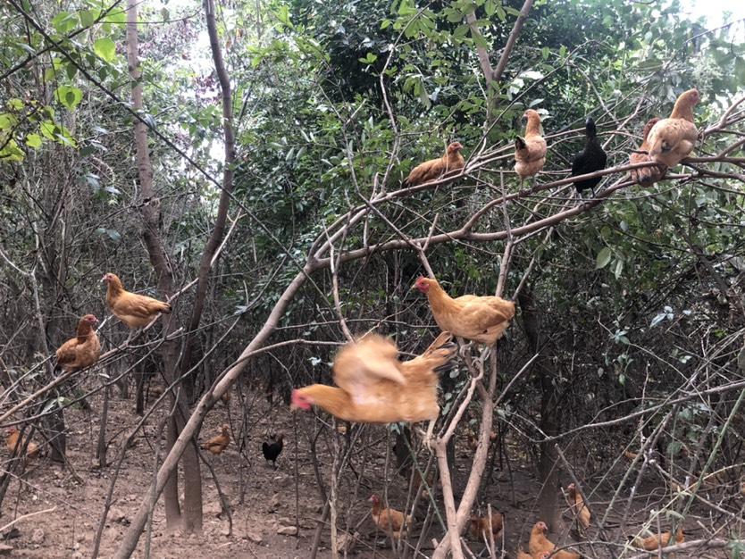 全國包郵 雞場直發(fā) 山林散養(yǎng) 放養(yǎng)土雞蛋健康口感好