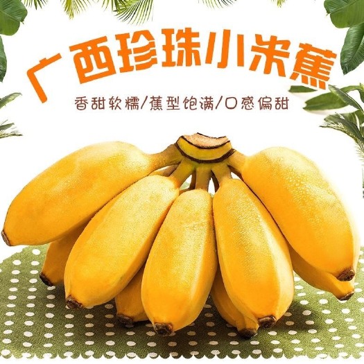 南宁 广西小米蕉当季新鲜水果皇帝蕉批发包邮现摘现发甜芭蕉