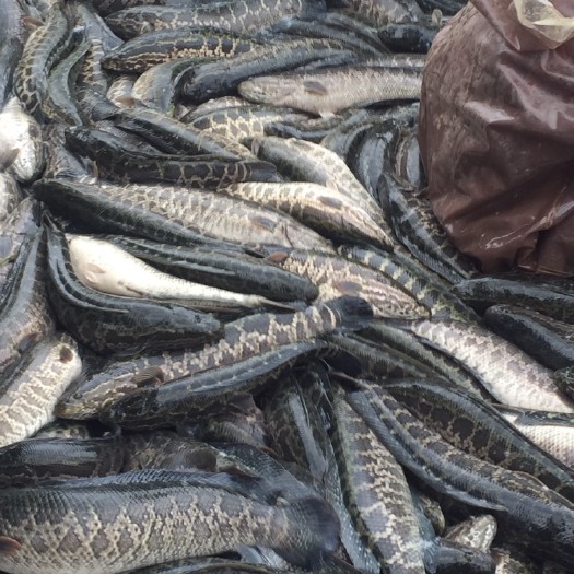 佛山乌鳢  大量出售各种规格生鱼、黑鱼、斑鱼、量大从优