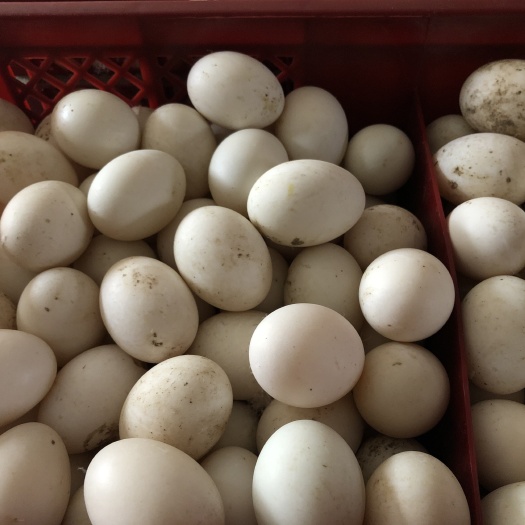 寿光市白鸭蛋 精品开产小蛋