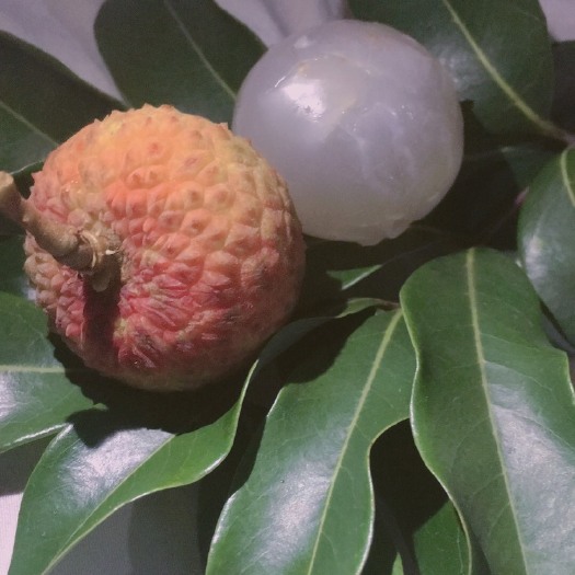 高州市白糖罂荔枝 白糖罂 实拍 现在还没有完全成熟 但是味道很甜 过几天就可以