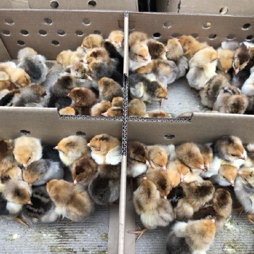 南宁肉鸡苗 统货
