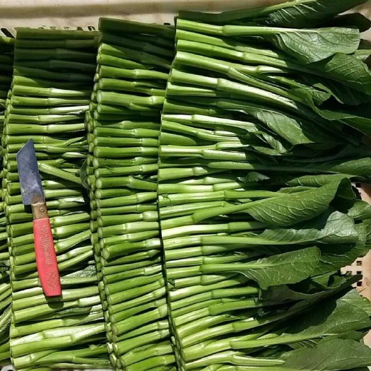 宁乡市 新鲜小白菜，绿色认证