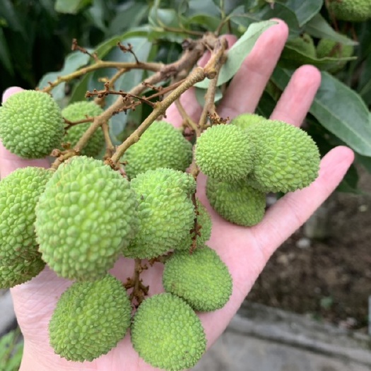 海丰县妃子笑荔枝 2cm