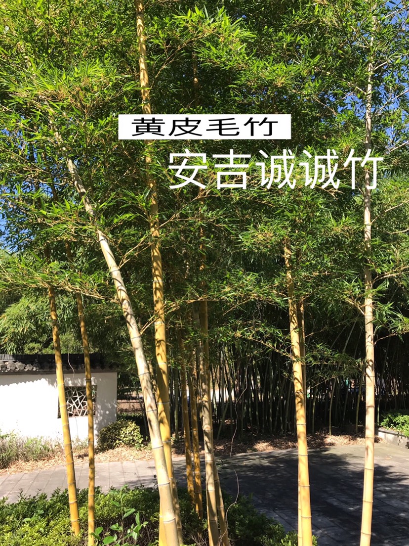  黄皮毛竹