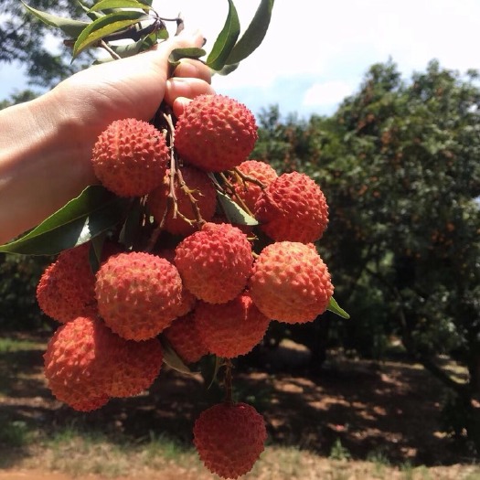 广州 增城荔枝 质量保证