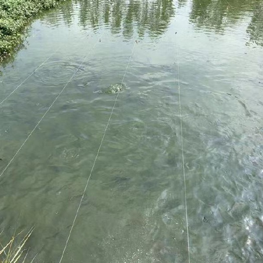 罗山县 出售原塘黑鱼苗