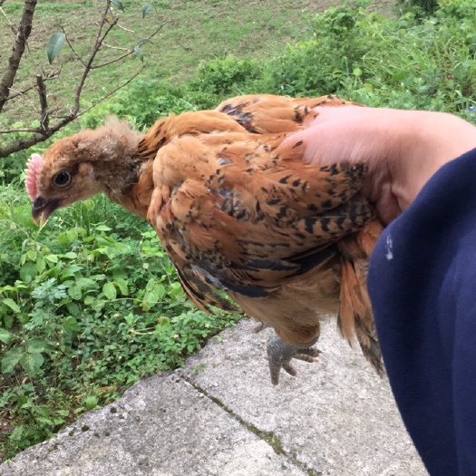 重庆市青脚麻鸡苗 统货