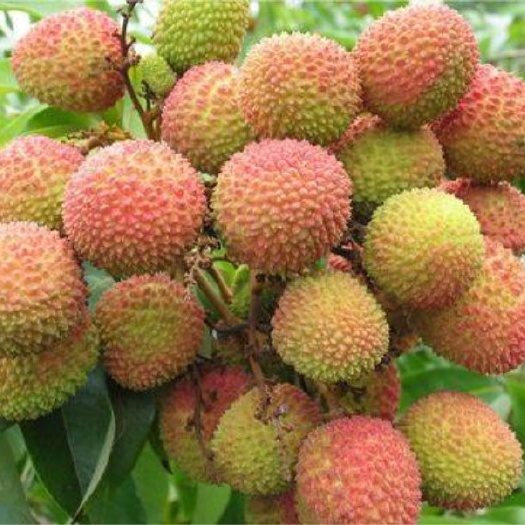 灵山县 妃子笑荔枝接受预订
