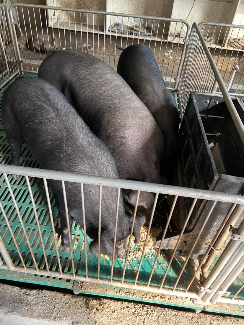 太湖二代母猪图片
