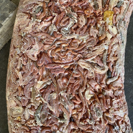 秦皇岛 纯干板大肉食鸡肠！货源稳定，常年供应养鱼塘！