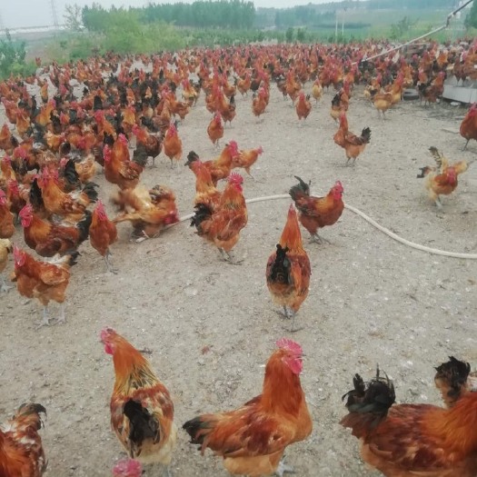 莒县 山东莒县纯粮食喂养的一年多的笨公鸡，岭上纯散养的溜达鸡。