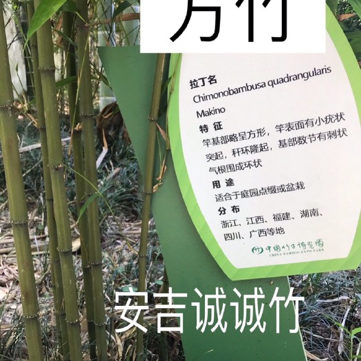安吉县方竹又名四方竹