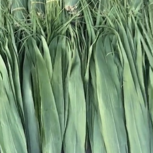 沈阳 批发粽叶，精品