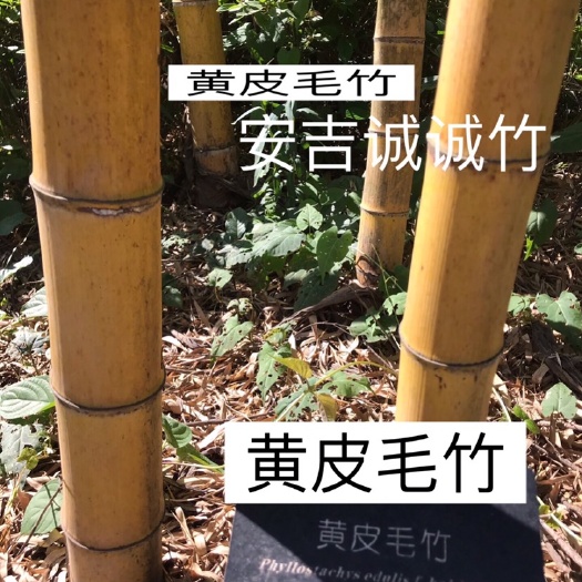 安吉县 黄皮毛竹