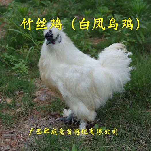 南宁 竹丝鸡苗珍禽类 乌骨鸡苗 武当鸡苗 营养丰富有药用价值