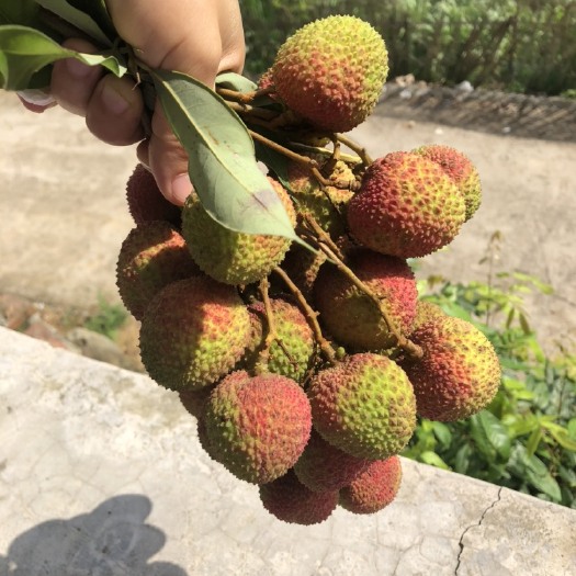 高州市妃子笑荔枝 妃子笑