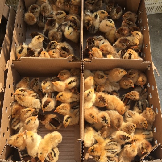重庆市 大量供应各种鸡苗