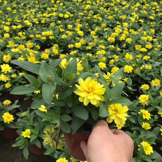 成都 百日草