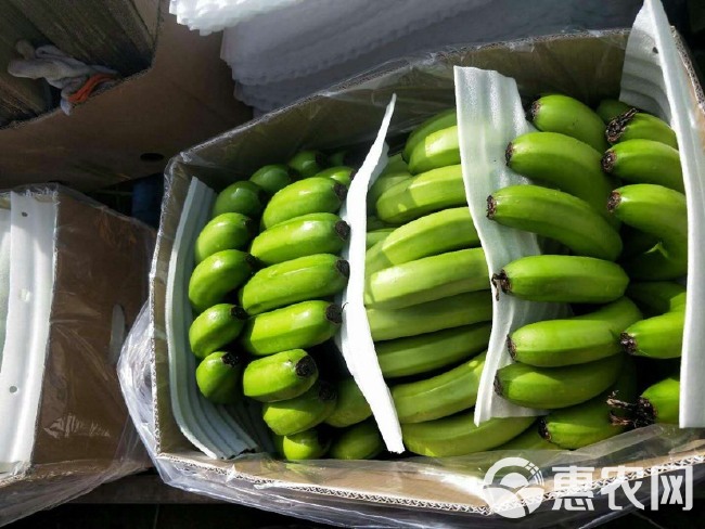 西双版纳香蕉 西双版纳一级蕉、大量现货！价格便宜、果形饱满、无受寒！